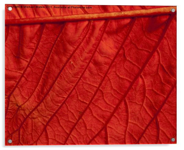 Poinsettia Leaf Acrylic by Michael Waters Photography