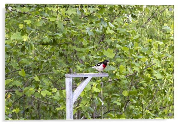 Rose-Breasted Grosbeak Acrylic by Michael Waters Photography