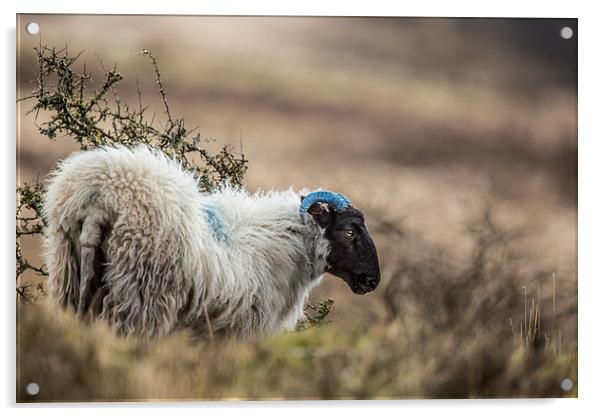  Exmoor Sheep Acrylic by Philip Male