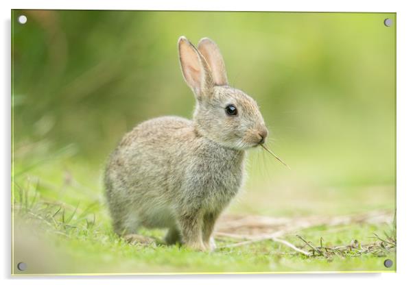 Wascaly Wabbit  Acrylic by Philip Male