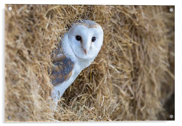 In the barn Acrylic by Philip Male