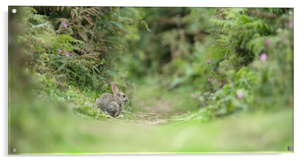 Watership Down Acrylic by Philip Male