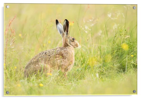 Hare comes Summer Acrylic by Philip Male