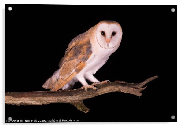 Barn Owl at night Acrylic by Philip Male