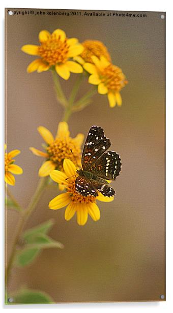 butterfly enjoying nodding bur marigolds Acrylic by john kolenberg