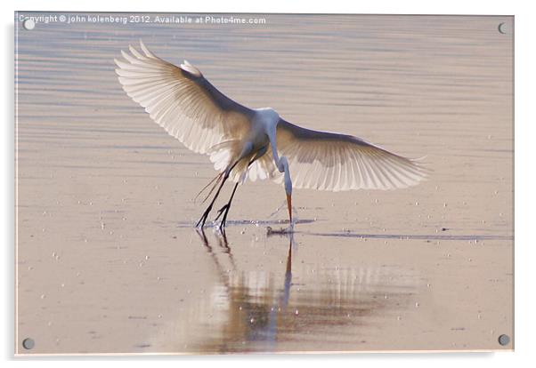 egret hunting Acrylic by john kolenberg