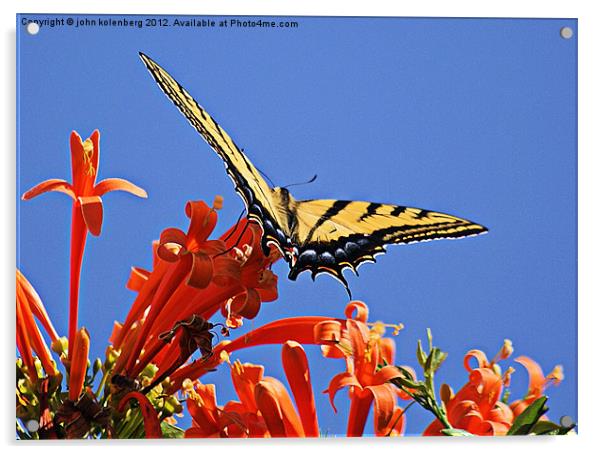 swallowtail butterfly Acrylic by john kolenberg