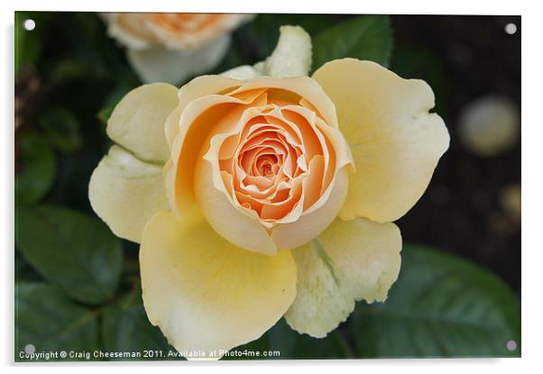 Blossoming rose Acrylic by Craig Cheeseman