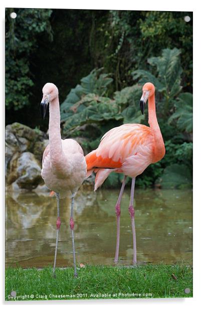 Pink Flamingo's Acrylic by Craig Cheeseman