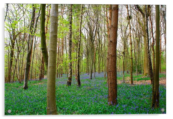 Spring time woodlands Acrylic by Craig Cheeseman