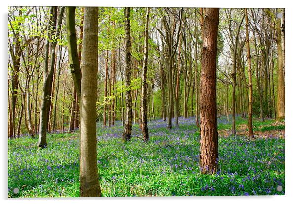 Spring time woodlands Acrylic by Craig Cheeseman