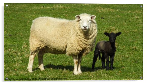 Sheep and Lamb Acrylic by Alan Kirkby