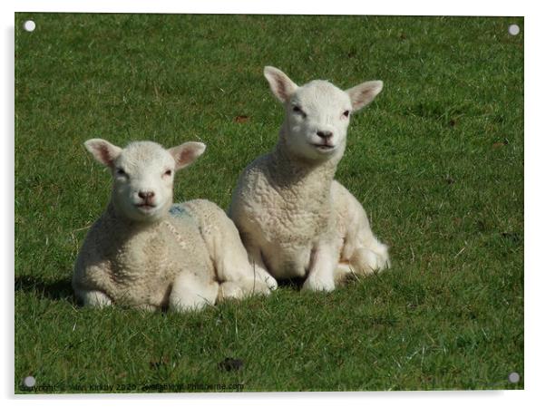 Lambs Acrylic by Alan Kirkby