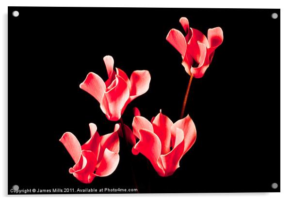 Cyclamen Acrylic by James Mills