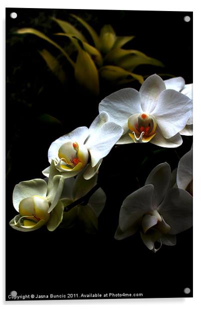 White orchid on dark background Acrylic by Jasna Buncic