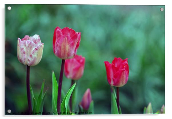 Tulip Time Acrylic by Steven Watson