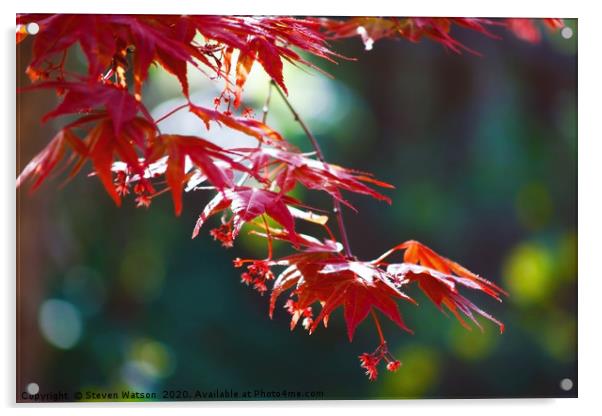 Acer Palmatum 'Atropurpureum' Acrylic by Steven Watson