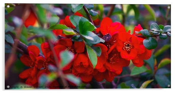 Chaenomeles Japonica Acrylic by Steven Watson