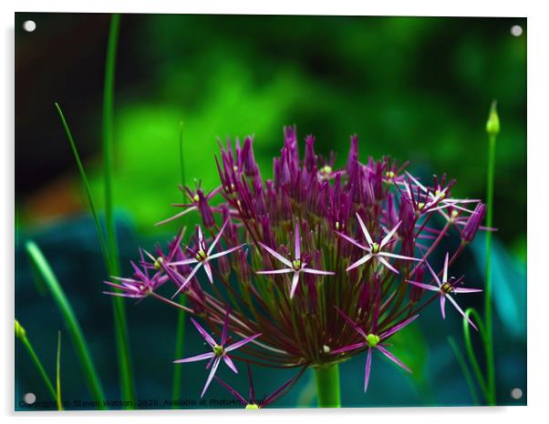 Allium Christophii Acrylic by Steven Watson