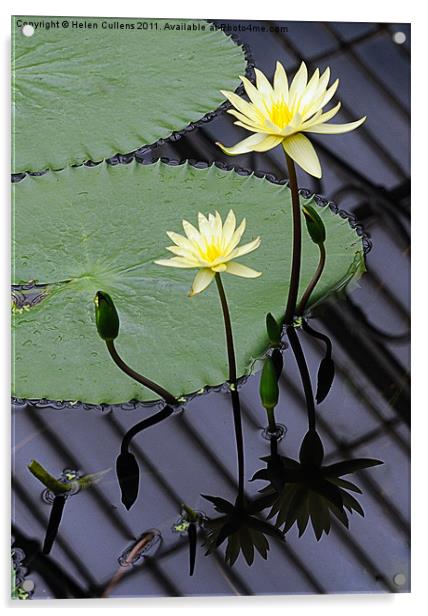 WATER LILIES Acrylic by Helen Cullens