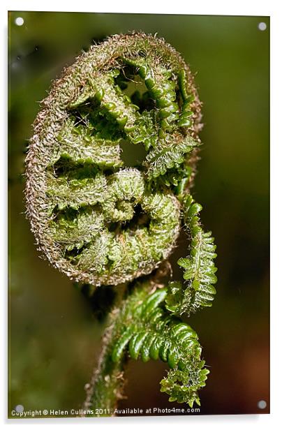 COILED FERN Acrylic by Helen Cullens