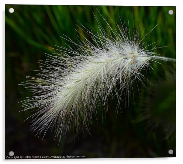 Fountain Grass Acrylic by Helen Cullens