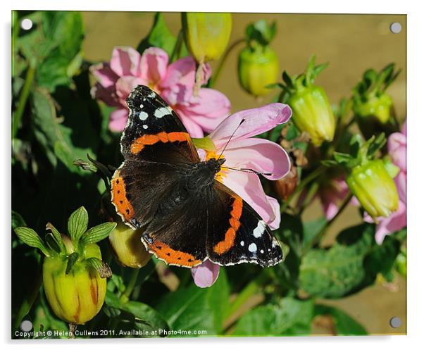 RED ADMIRAL ON DAHLIA Acrylic by Helen Cullens