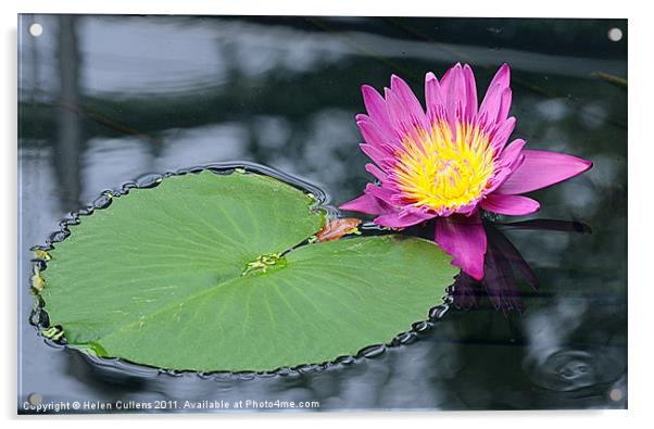 WATER LILY Acrylic by Helen Cullens