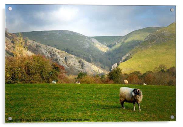 DOVEDALE Acrylic by Helen Cullens