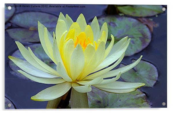 YELLOW WATER LILY Acrylic by Helen Cullens