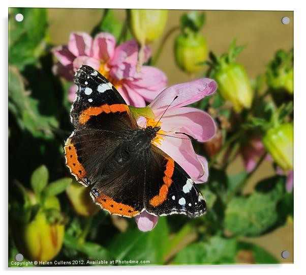 RED ADMIRAL BUTTERFLY Acrylic by Helen Cullens