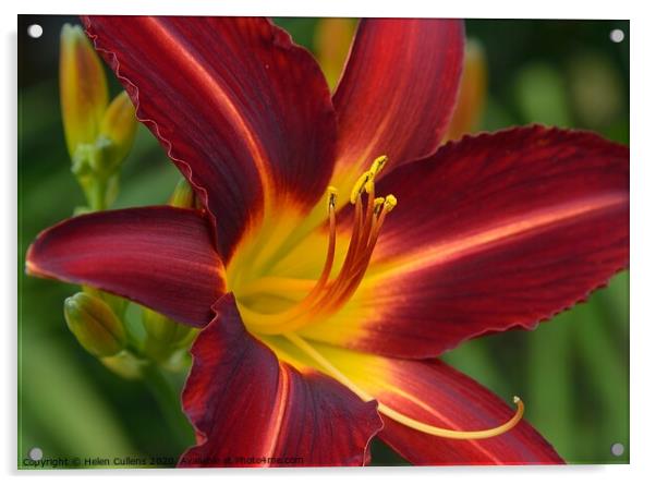 Day Lily 'Stafford' Acrylic by Helen Cullens