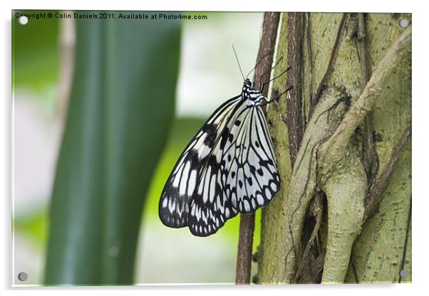 Butterfly on Tree Acrylic by Colin Daniels