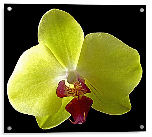 Orchid Acrylic by Derek Vines