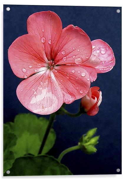 Pink Geranium Acrylic by Derek Vines