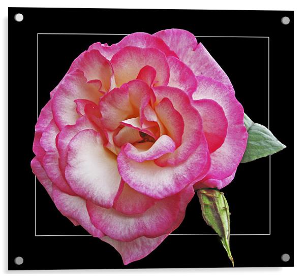 Rose (Handel) Acrylic by Derek Vines