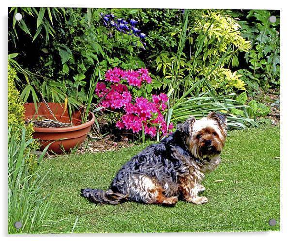 Millie in Garden Acrylic by Derek Vines