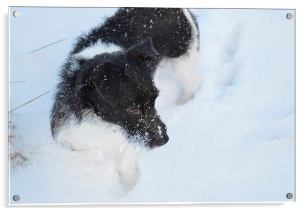  Jack Russell in the snow Acrylic by Stuart Prosser