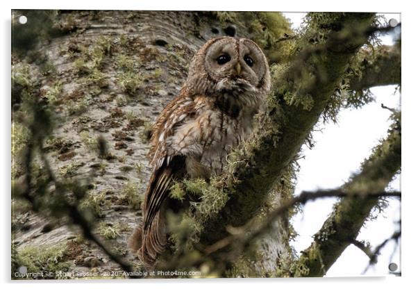 Tawny Owl Scottish Highlands Acrylic by Stuart Prosser