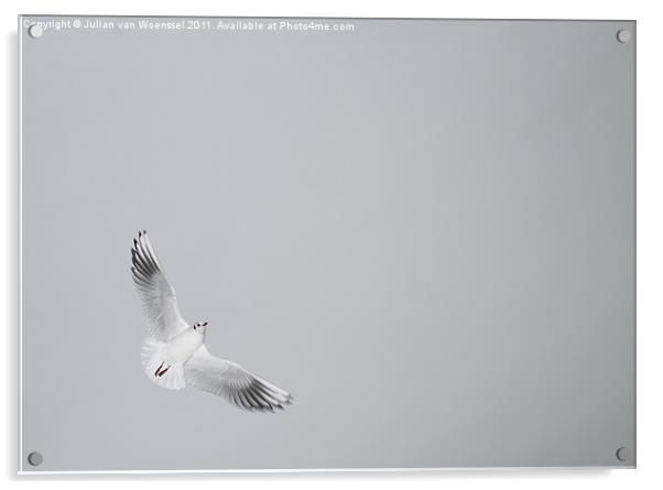 Tern in Flight Acrylic by Julian van Woenssel