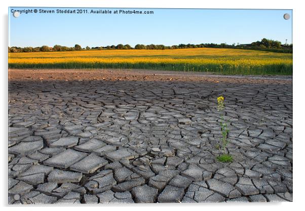 Drought? Acrylic by Steven Stoddart