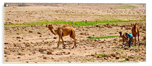 FIXING BABY CAMEL'S LEG Acrylic by radoslav rundic