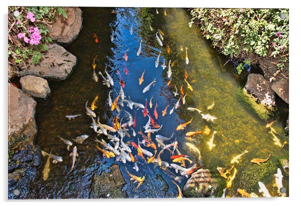 JAPANESE FISH IN THE CREEK Acrylic by radoslav rundic