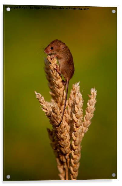  Harvest Mouse 3 Acrylic by Karl Thompson