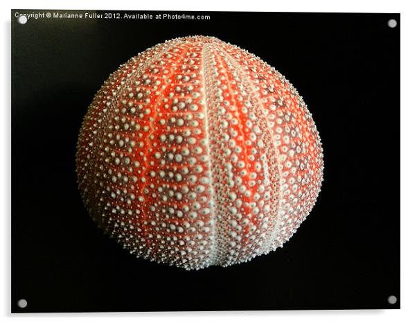 Sea Urchin Shell Acrylic by Marianne Fuller