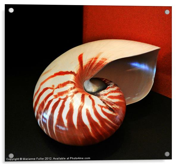 Chambered Nautilus Sea Shell Acrylic by Marianne Fuller