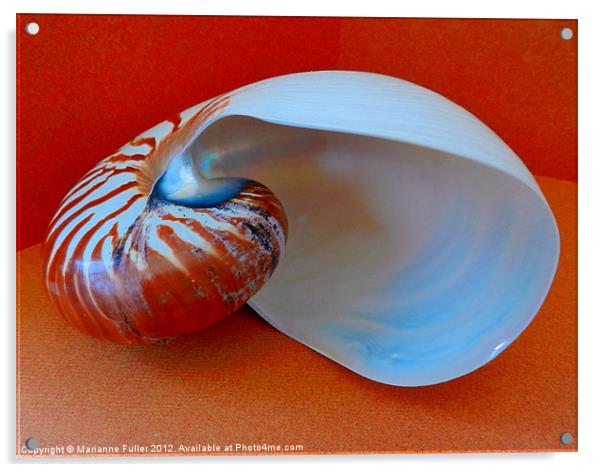 Into the Nautilus Acrylic by Marianne Fuller