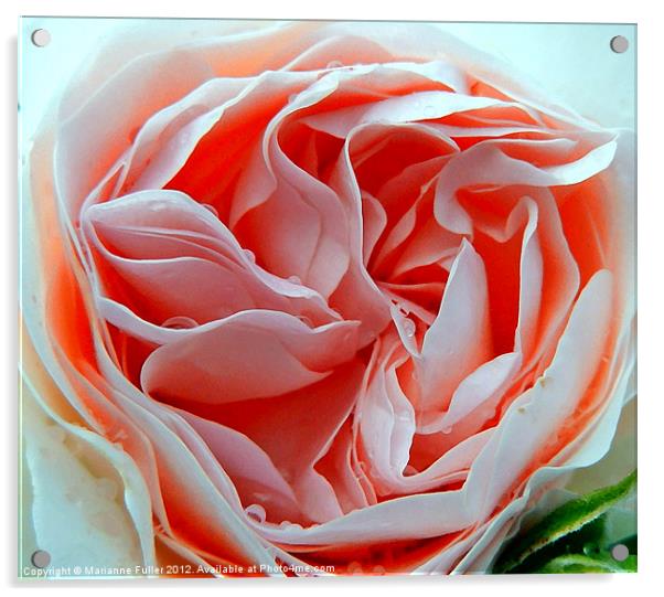 Old English Rose Acrylic by Marianne Fuller