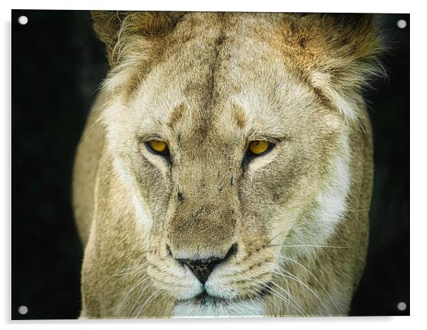 A Lioness Acrylic by David Martin