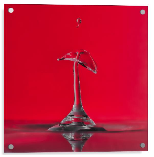 The Cherry Acrylic by David Martin